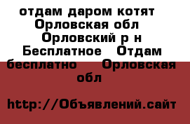 отдам даром котят - Орловская обл., Орловский р-н Бесплатное » Отдам бесплатно   . Орловская обл.